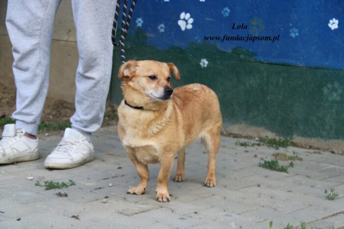Lola - obrazek 4