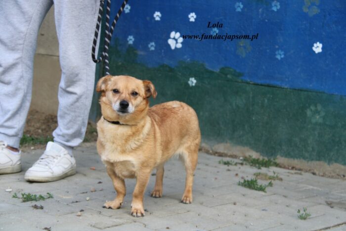 Lola - obrazek 5