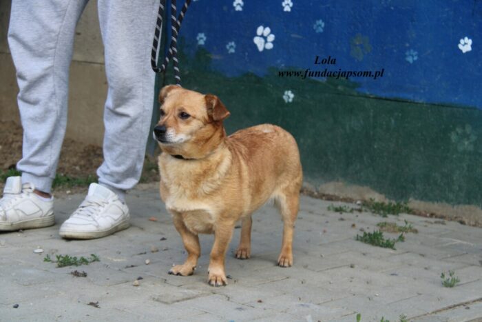 Lola - obrazek 6