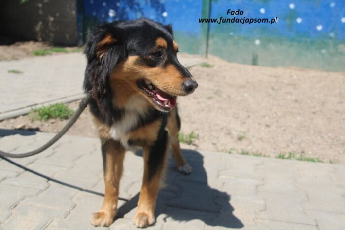 Fado - obrazek 6