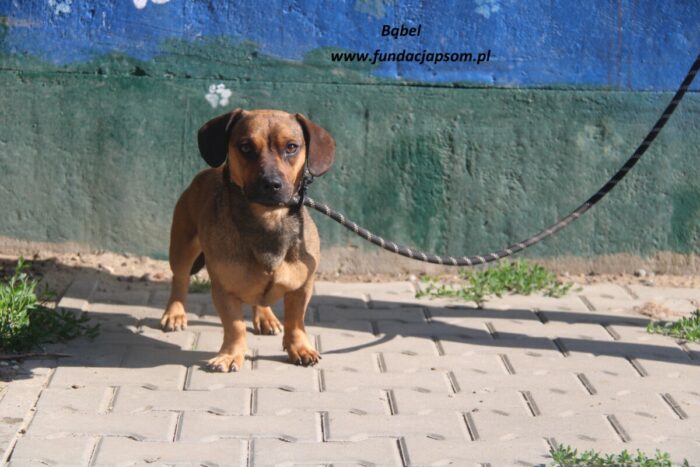 Bąbel - obrazek 3