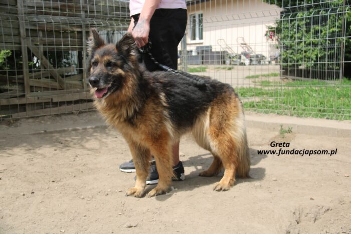 Greta - obrazek 4