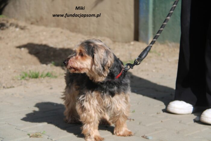 Miki - obrazek 5