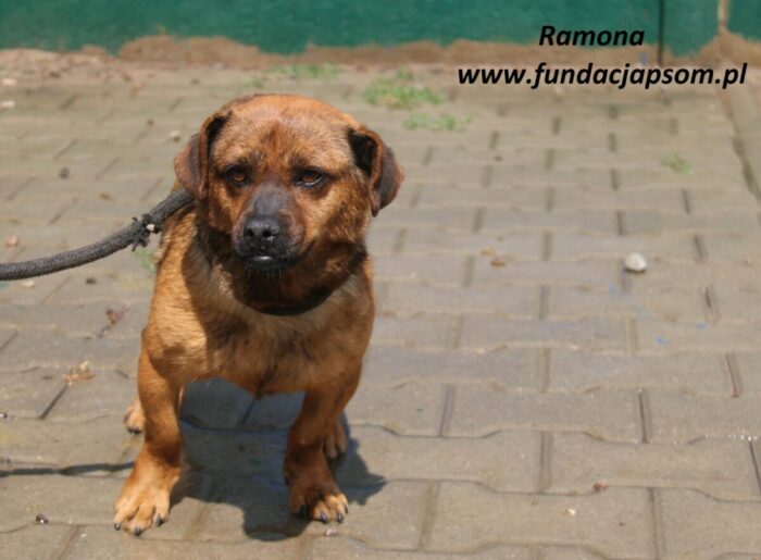 Ramona - obrazek 2