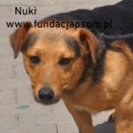 Nuki-150×150