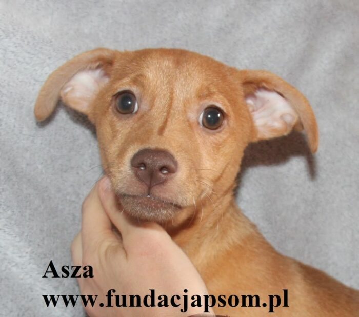 Asza