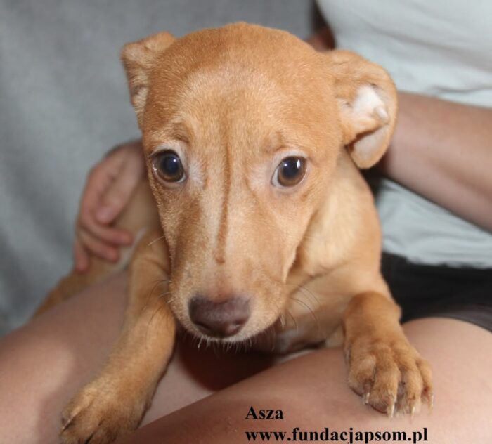Asza - obrazek 4