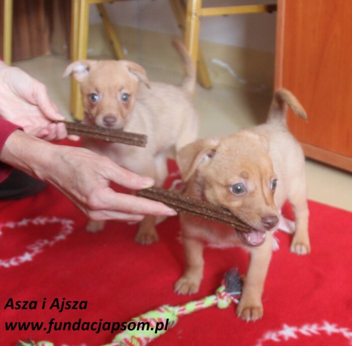 Asza - obrazek 3