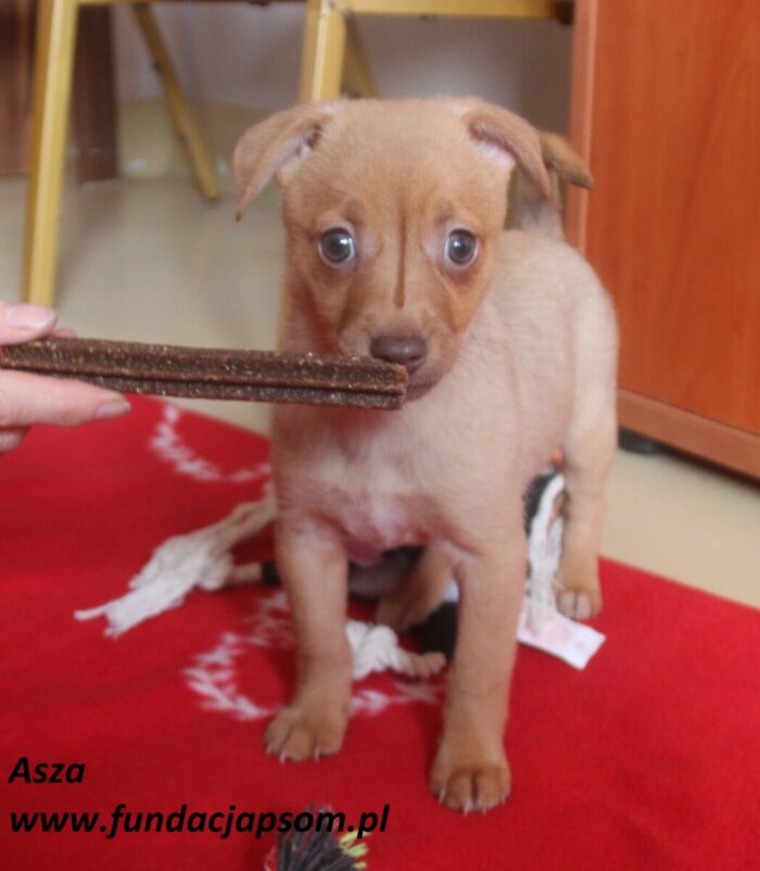 Asza
