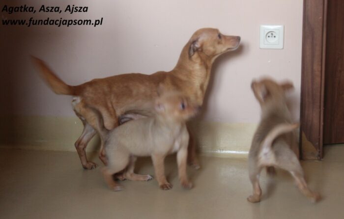 Ajsza - obrazek 4