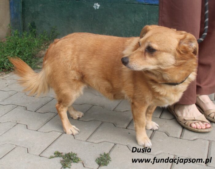 Dusia - obrazek 2