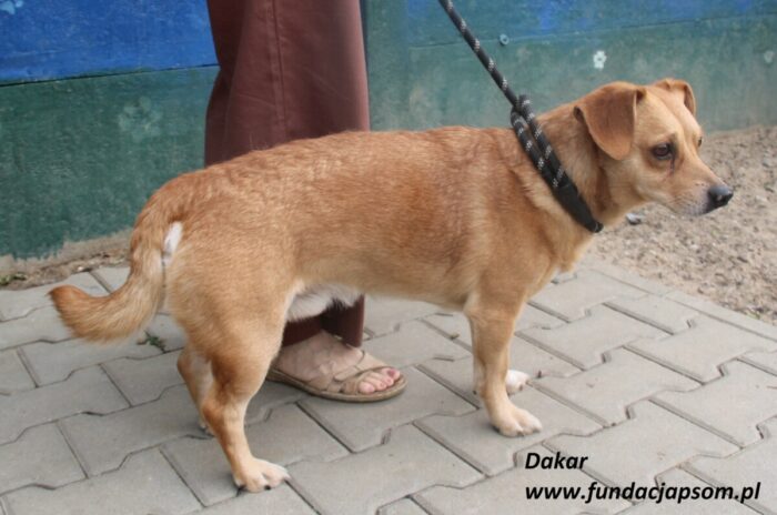 Dakar - obrazek 2