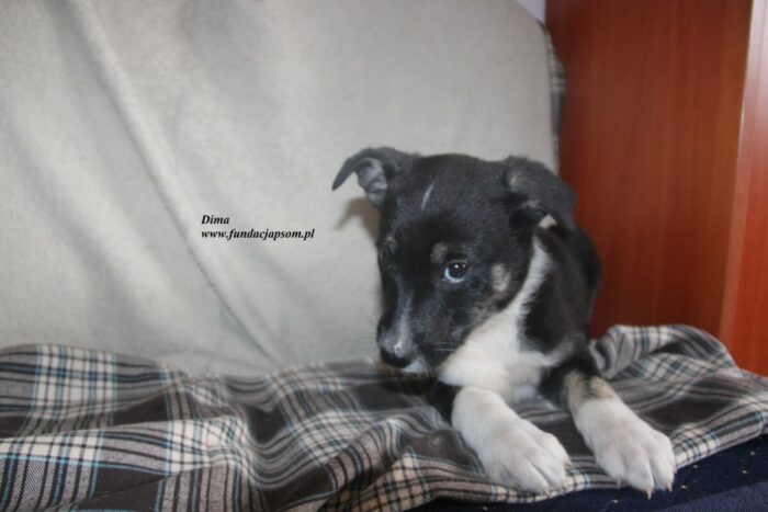 Dima