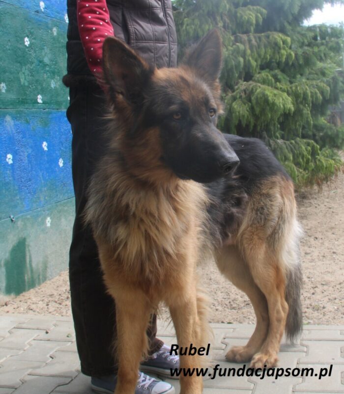 Rubel - obrazek 3