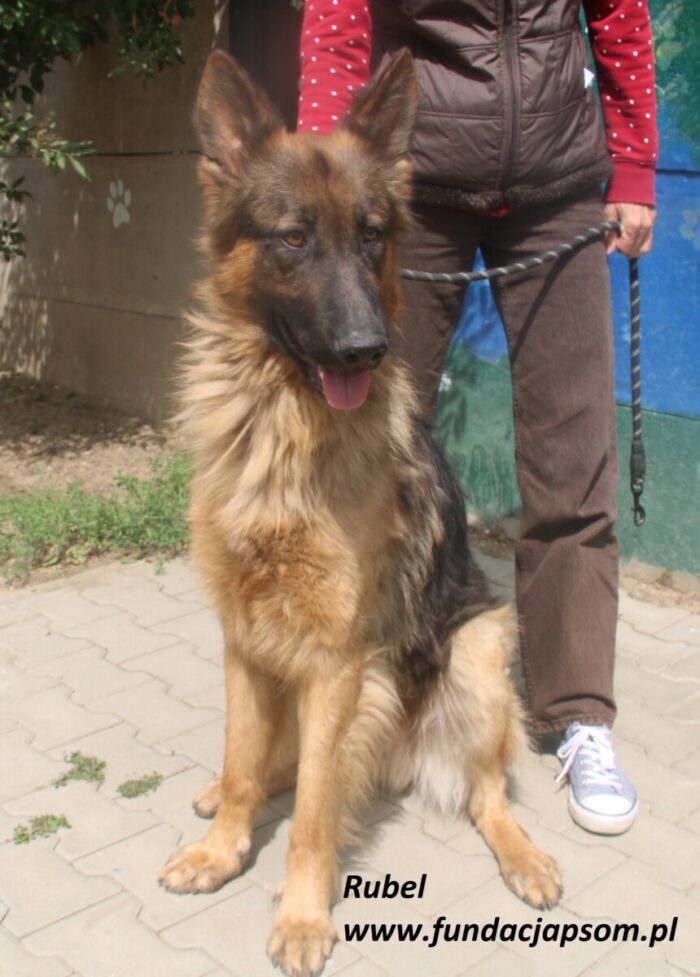 Rubel - obrazek 4
