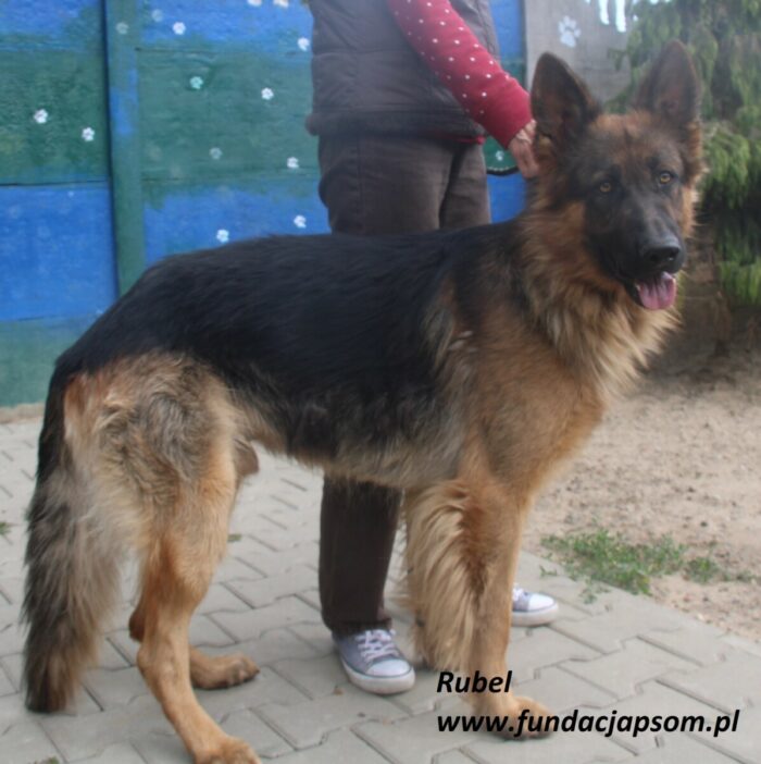 Rubel - obrazek 5