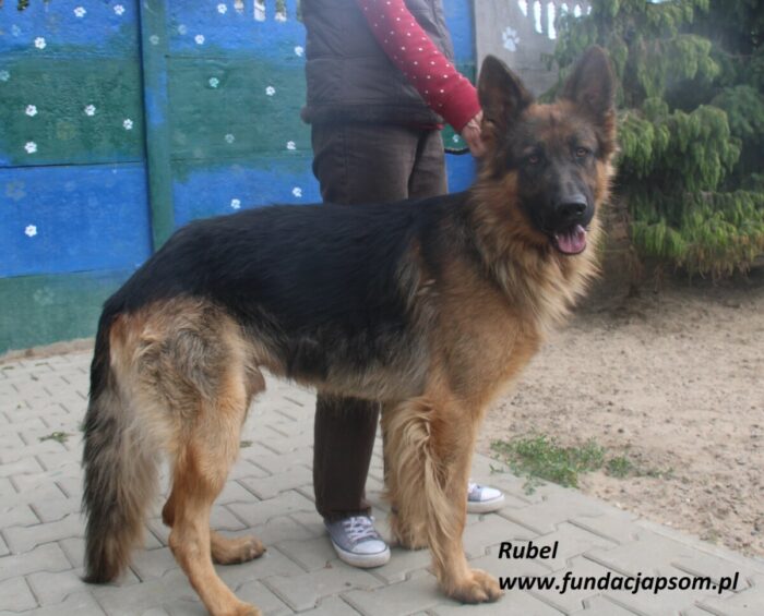 Rubel