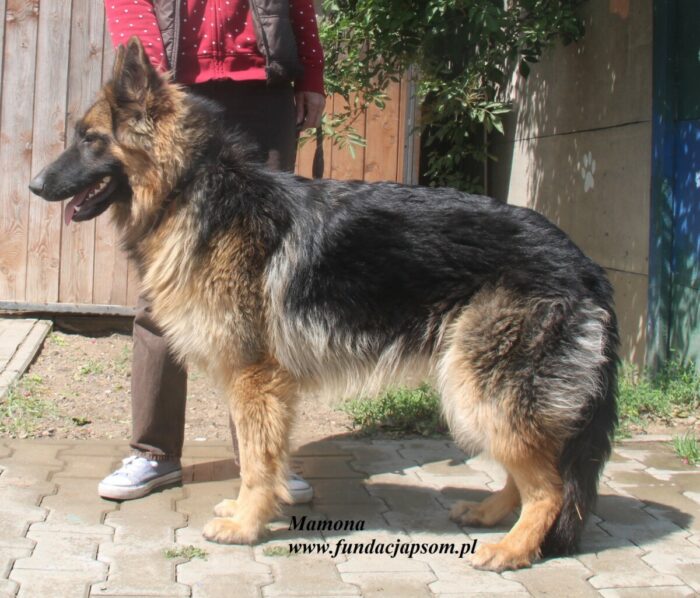 Mamona - obrazek 4