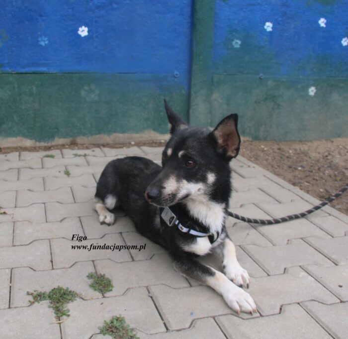 Figo - obrazek 4
