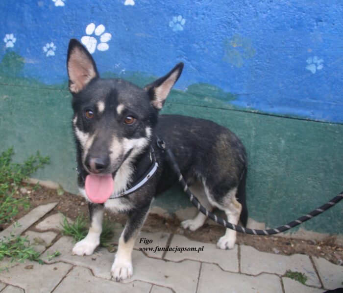 Figo - obrazek 2