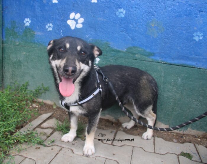 Figo