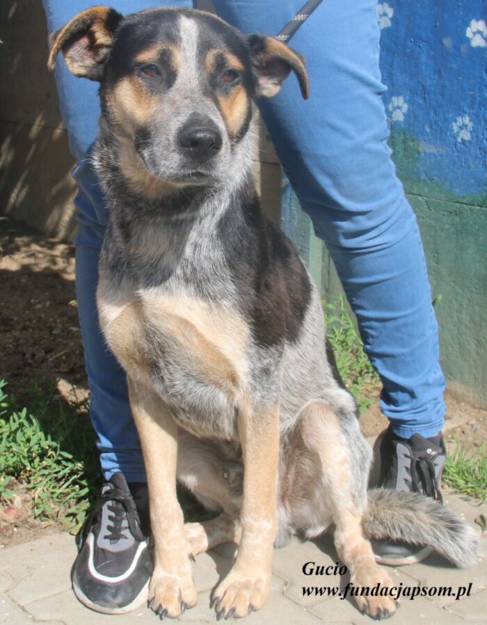 Gucio
