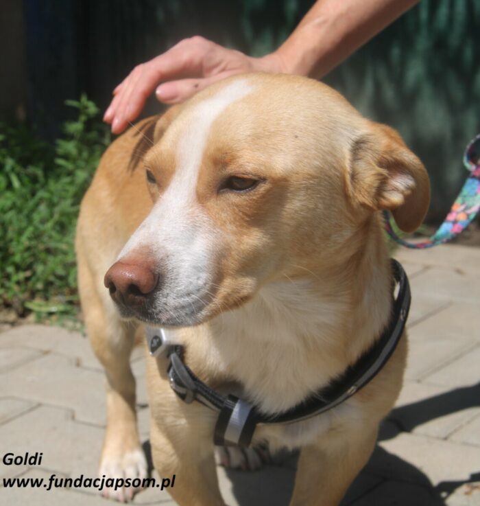Goldi - obrazek 5