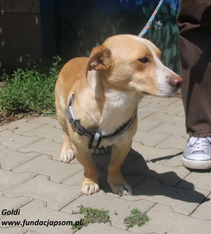 Goldi - obrazek 7
