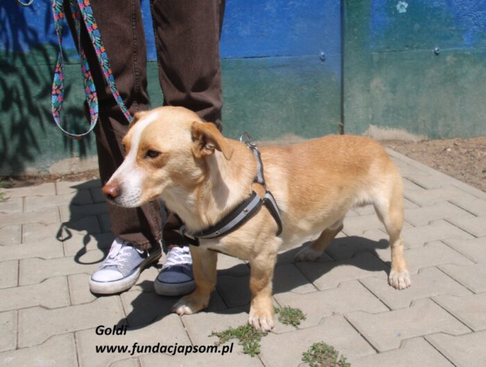 Goldi - obrazek 9