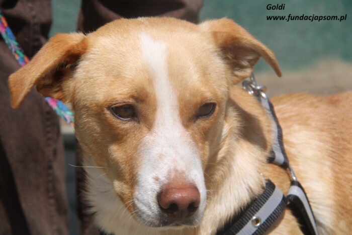 Goldi