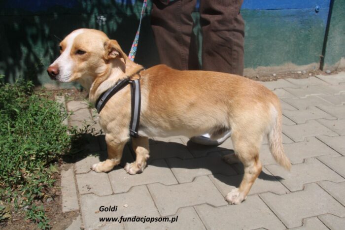 Goldi - obrazek 10