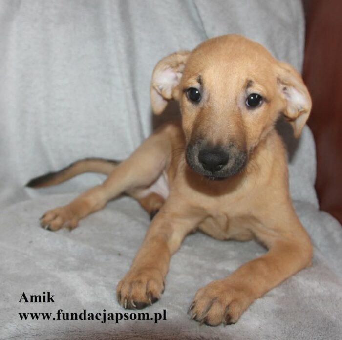 Amik