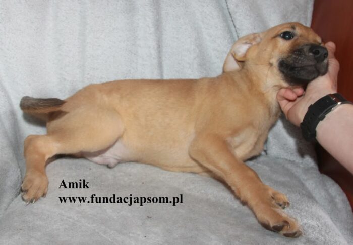 Amik - obrazek 4