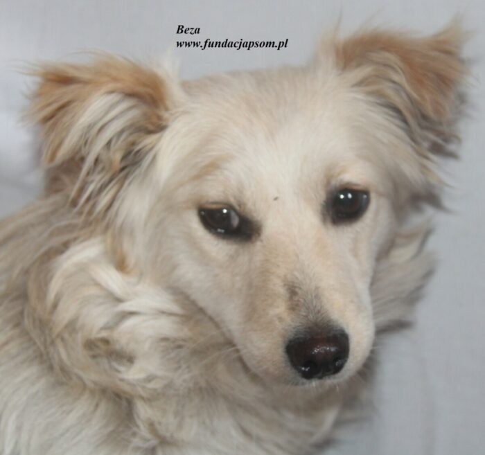 Beza