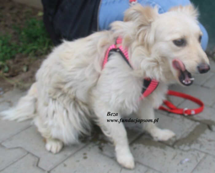 Beza - obrazek 3