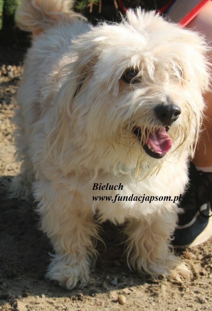 Bieluch - obrazek 5