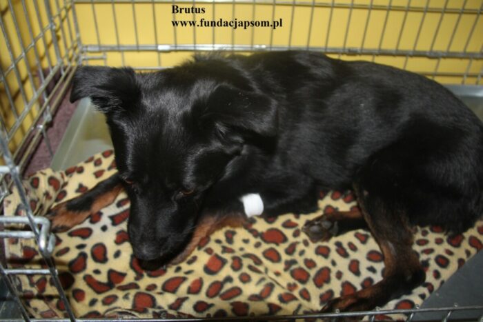 Brutus - obrazek 3