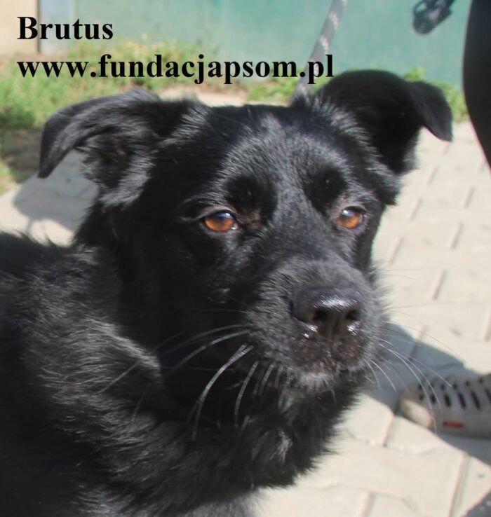 Brutus