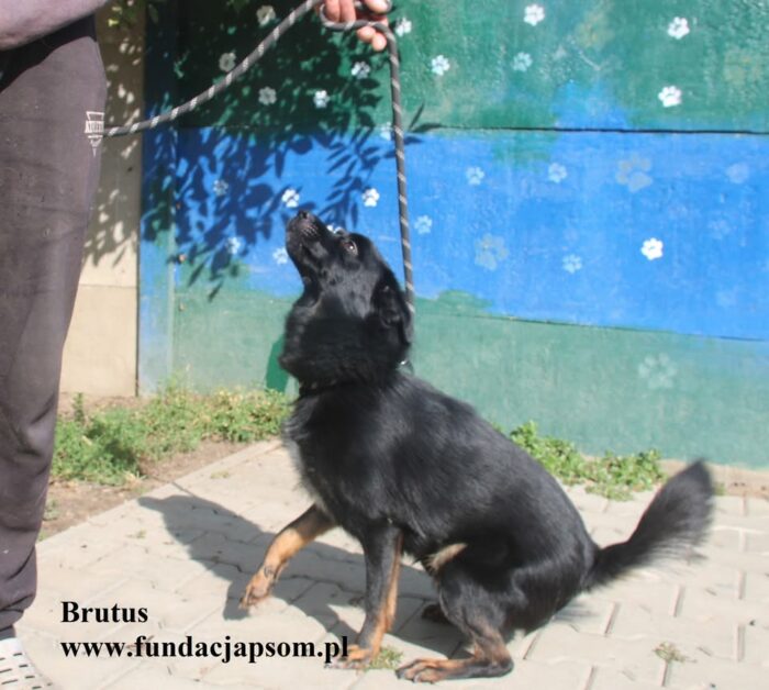 Brutus - obrazek 5