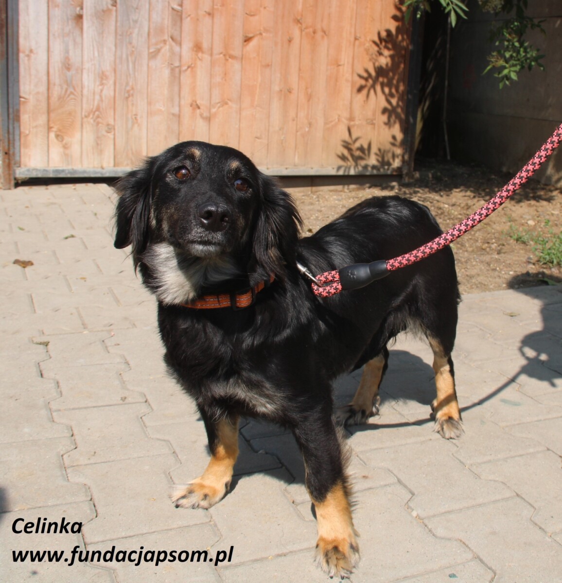 Celinka