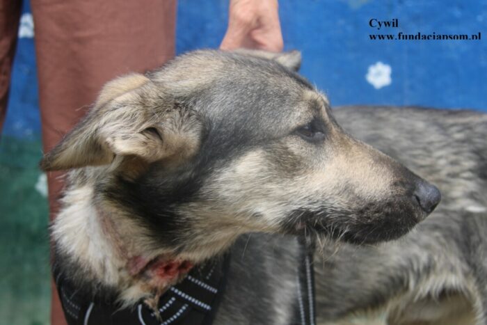 Cywil