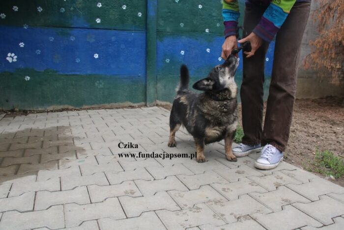 Czika - obrazek 8