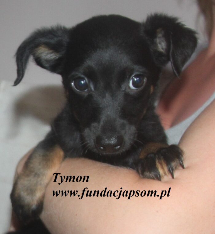 Tymon - obrazek 2