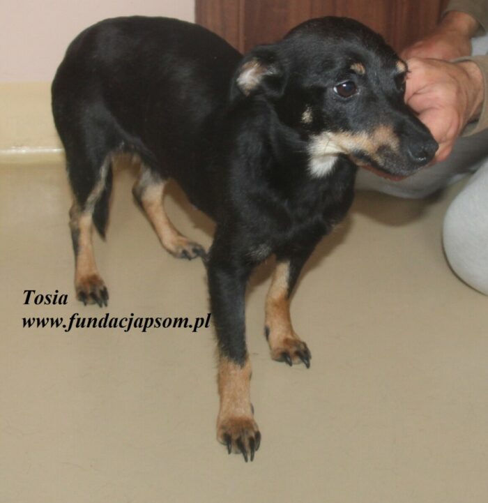Tosia - obrazek 5