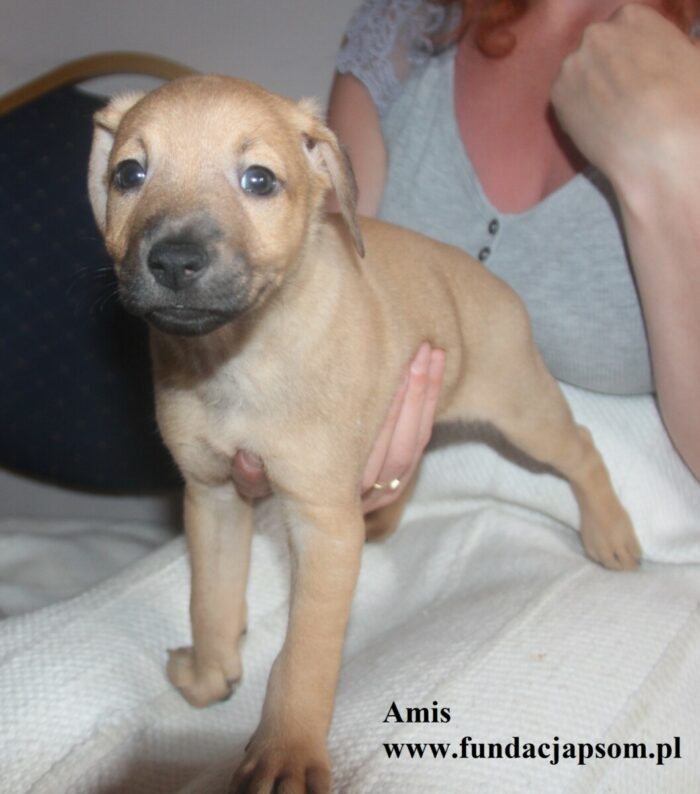 Amis - obrazek 2
