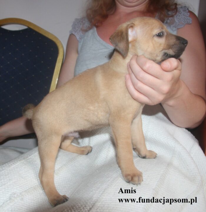 Amis - obrazek 4
