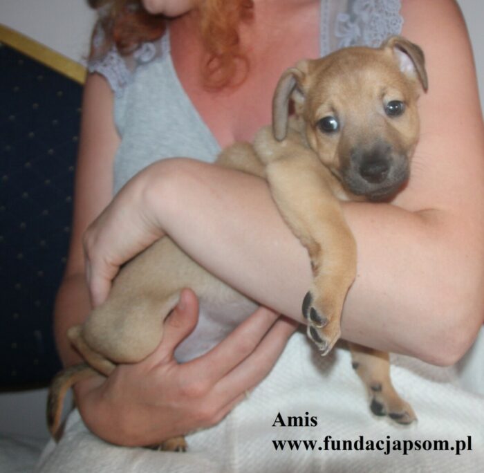 Amis