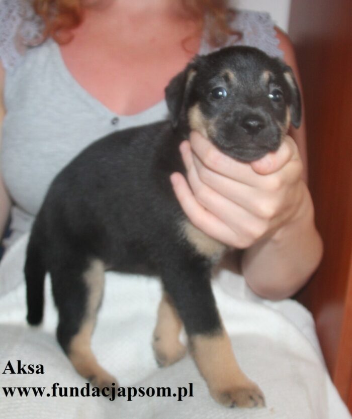 Aksa - obrazek 5