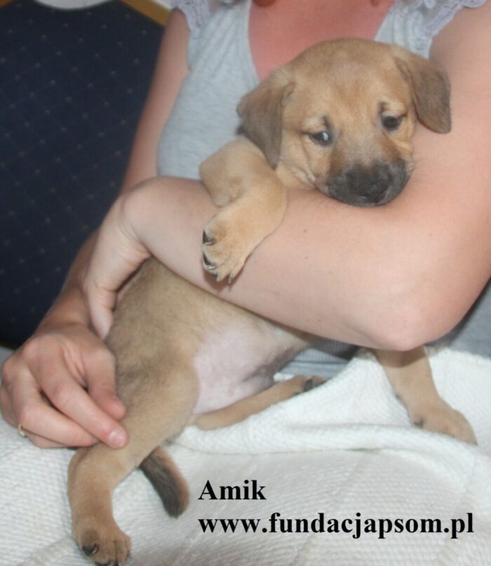 Amik - obrazek 2