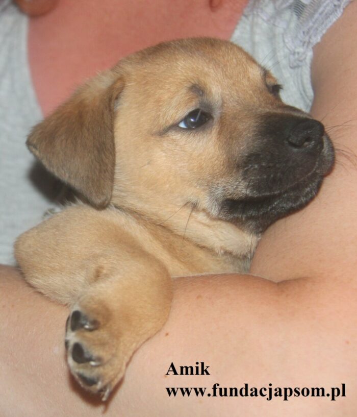 Amik